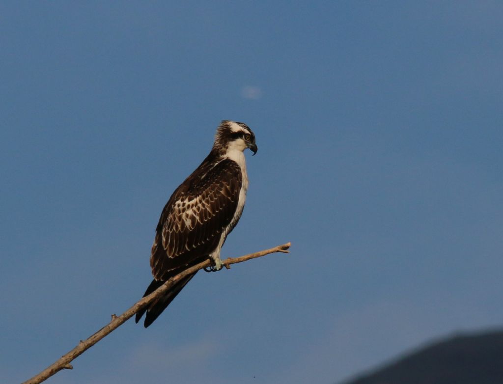 Falco pescatore